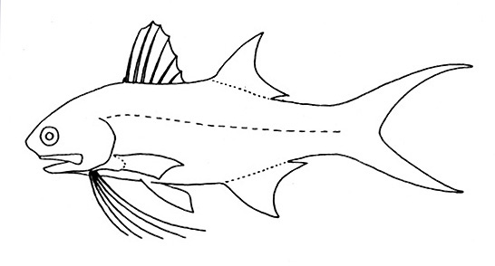 Representative of the family Polynemidae (Gosline & Brock, 1960, fig. 70)